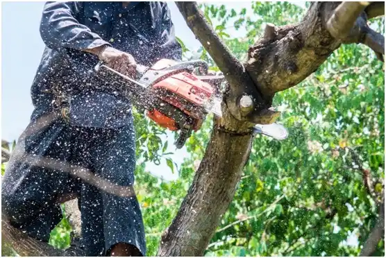 tree services Saltsburg